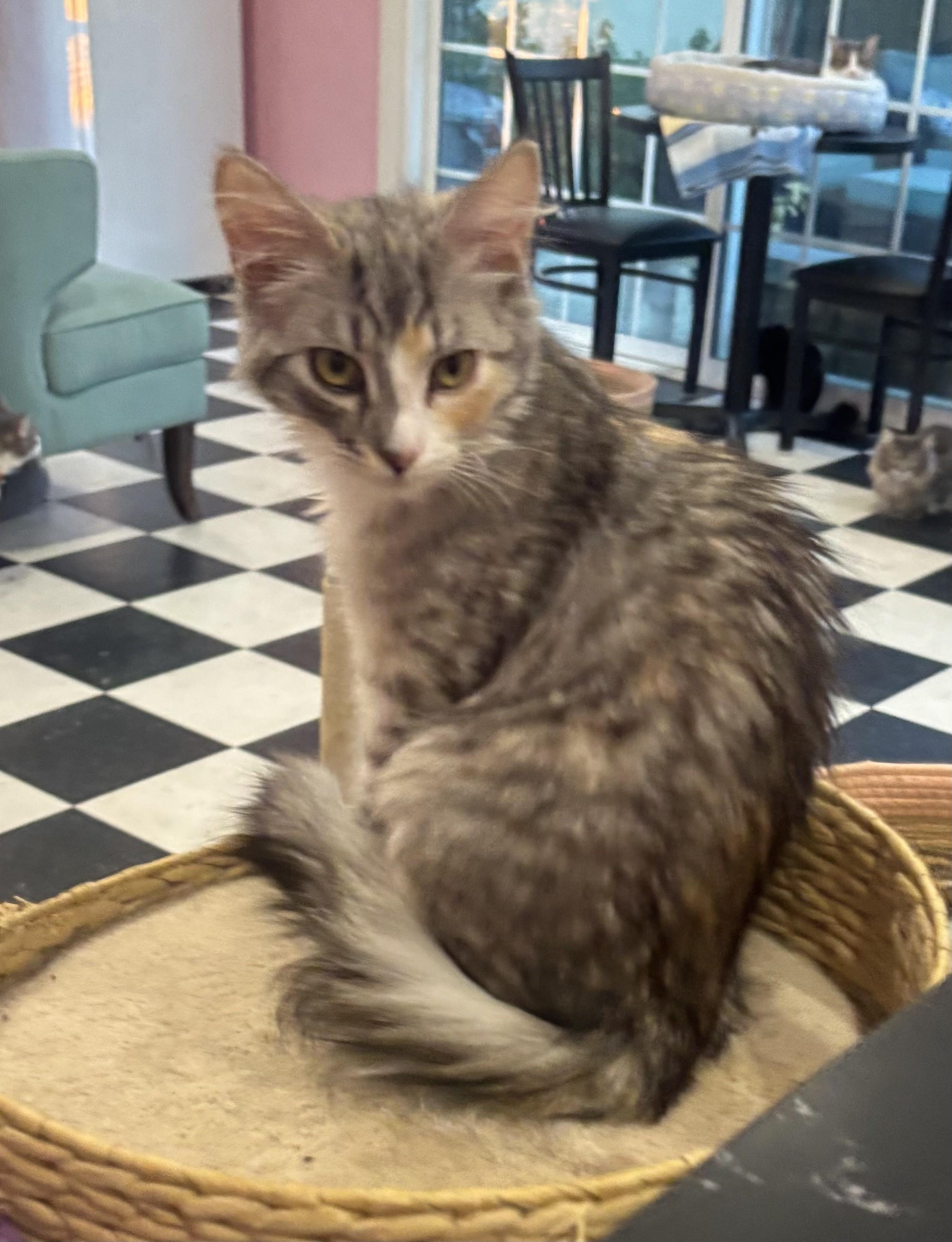 Ginger , adopted, Young Female Domestic Medium Hair.