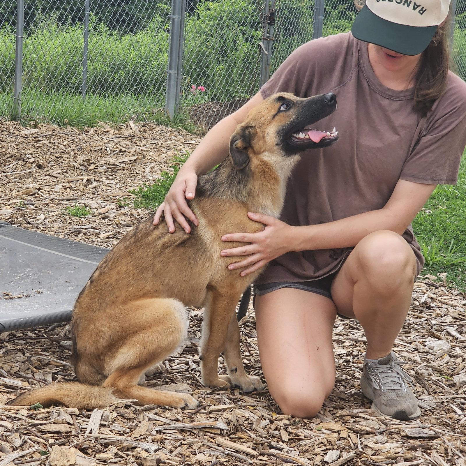 Maya, Adopted, Young Female German Shepherd Dog.