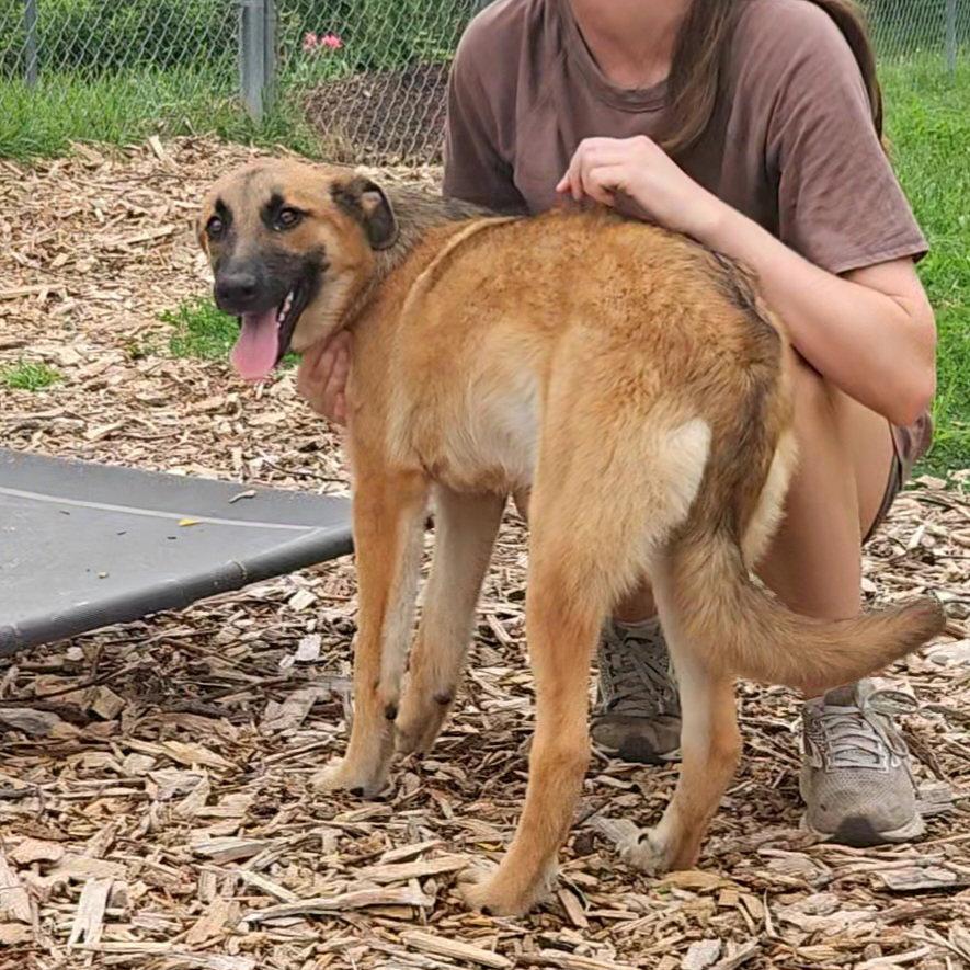 Enlarge Maya, a Adopted German Shepherd Dog in Ringwood, NJ image 1/3
