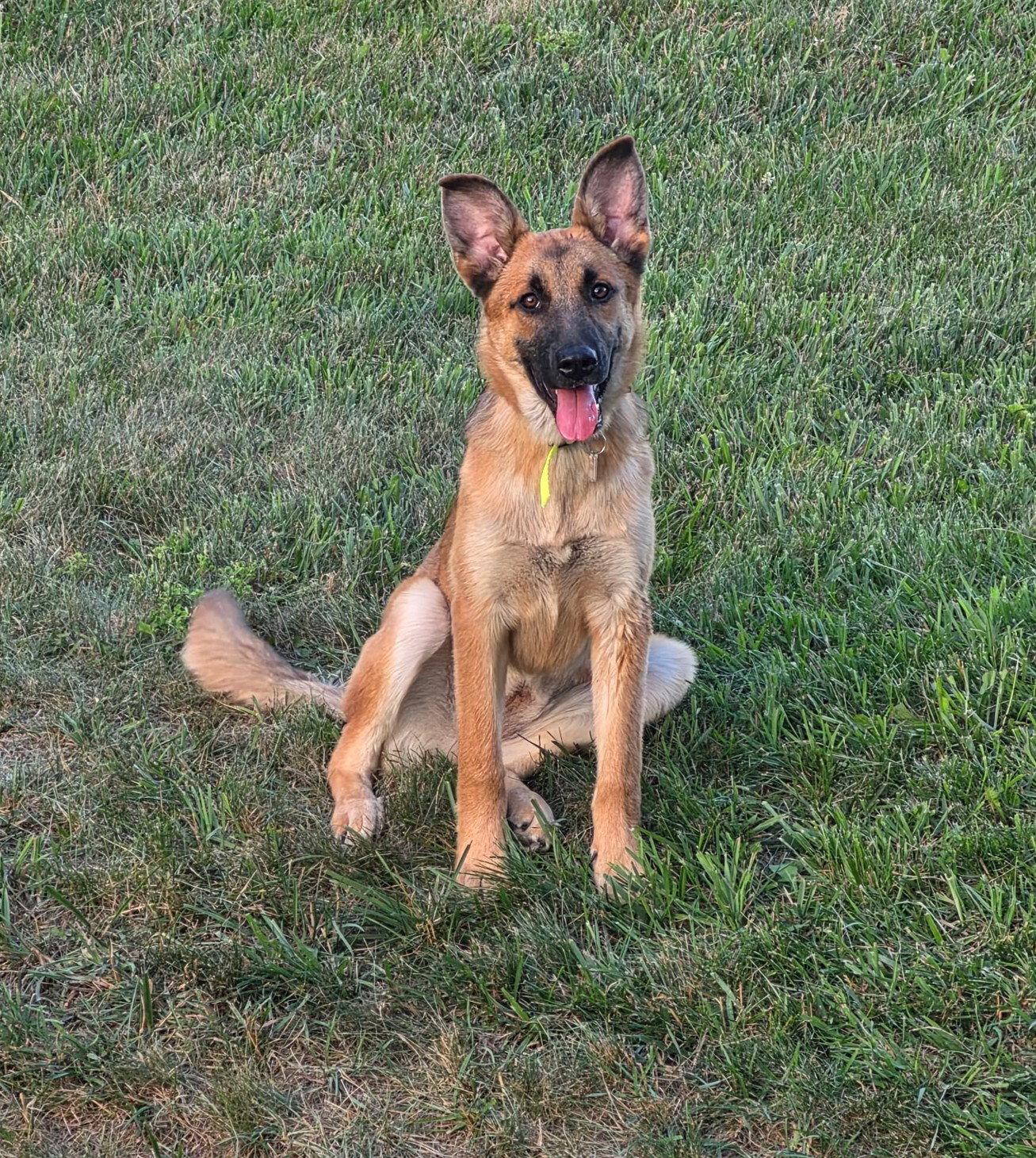 Enlarge Maya, a Adopted German Shepherd Dog in Ringwood, NJ image 2/3