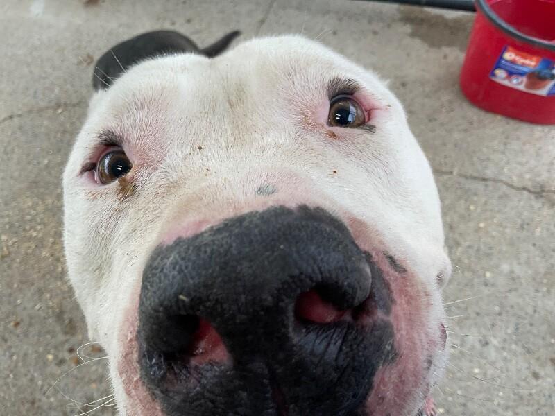 Milo 5-15-2026, Adoptable, Adult Male American Bulldog.