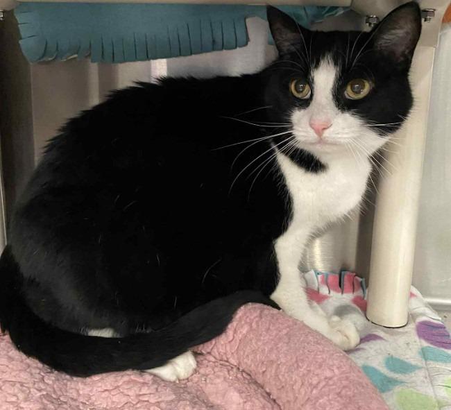 Suzie Q, Adoptable, Senior Female Domestic Short Hair.