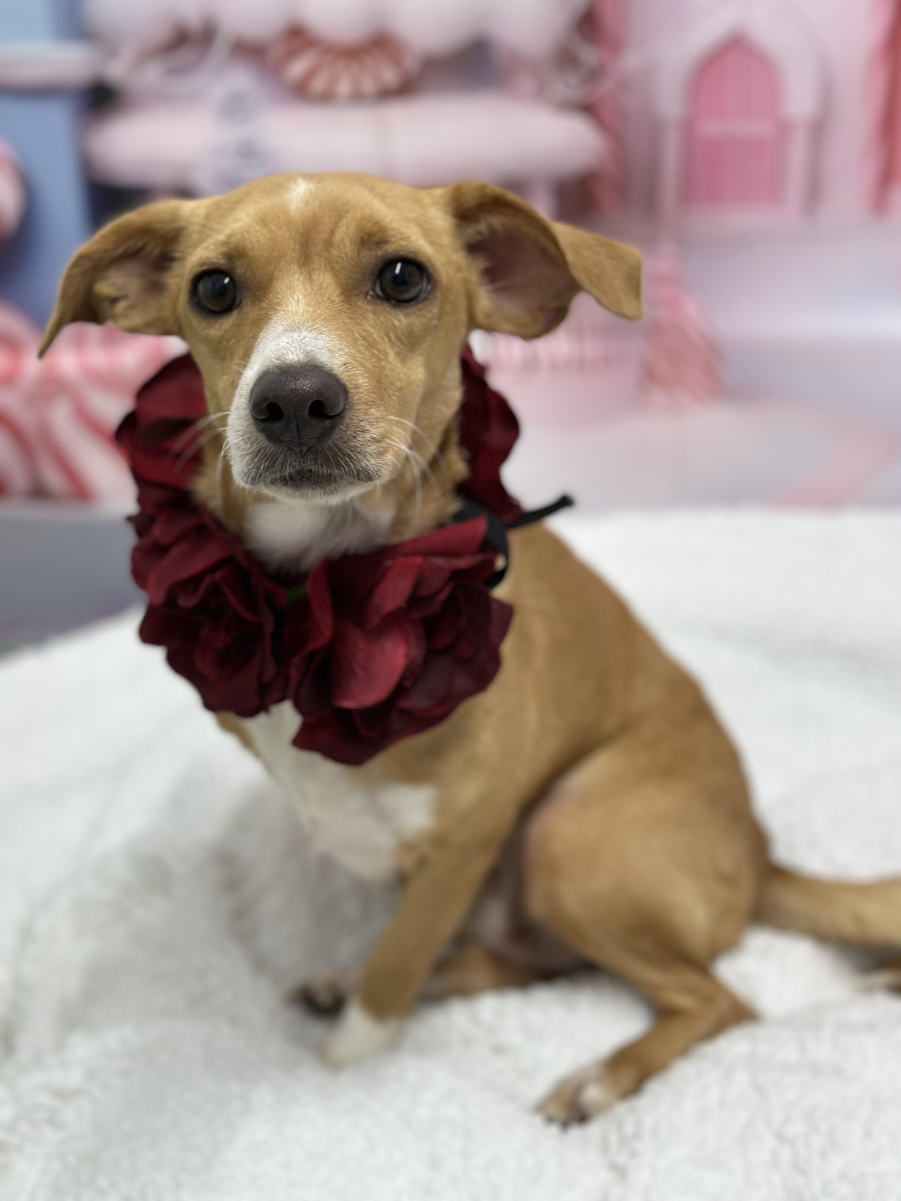 Valienta, an adopted mixed breed in Staten Island, NY image 1/5