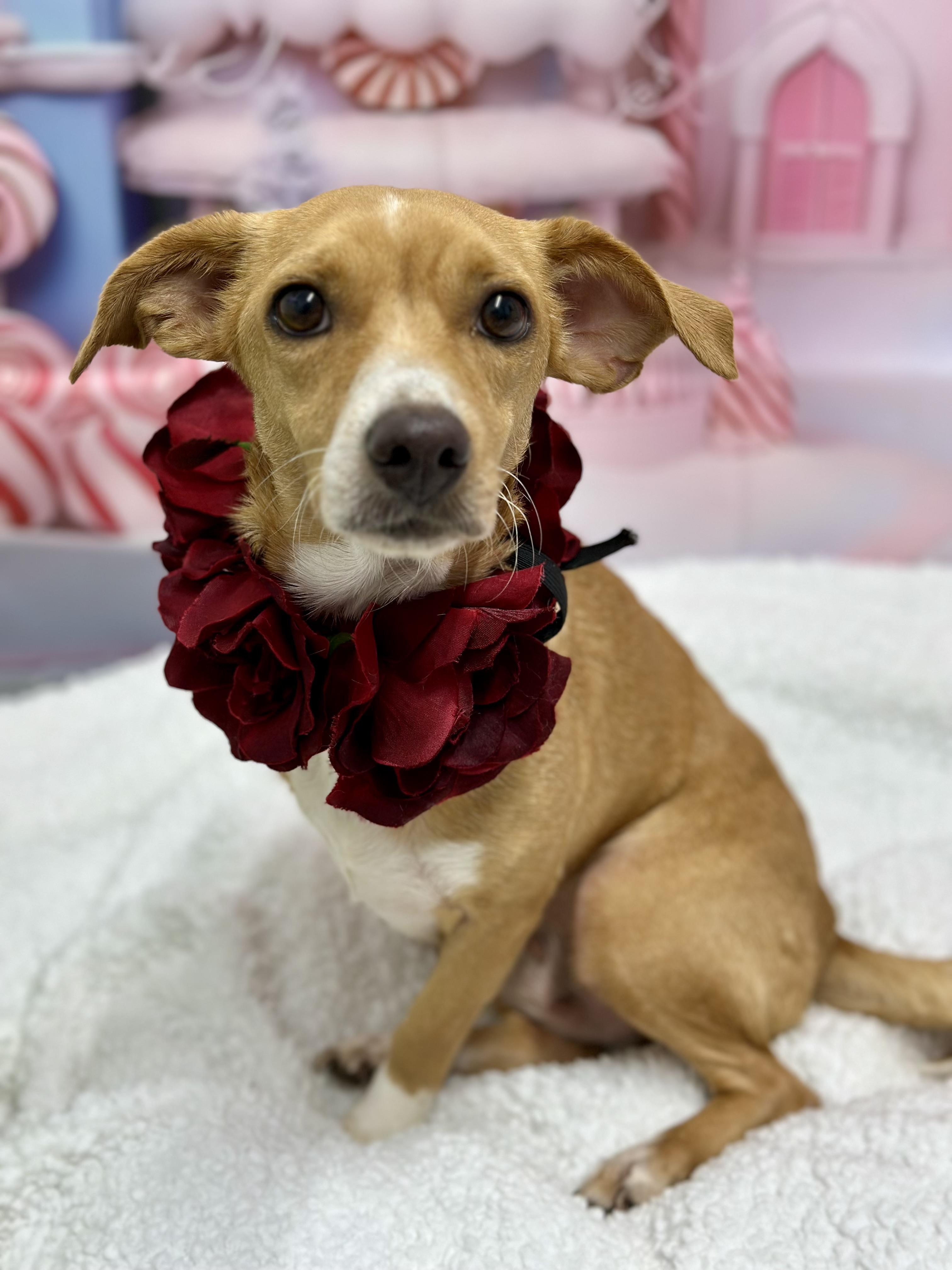 Valienta, an adopted mixed breed in Staten Island, NY image 2/5