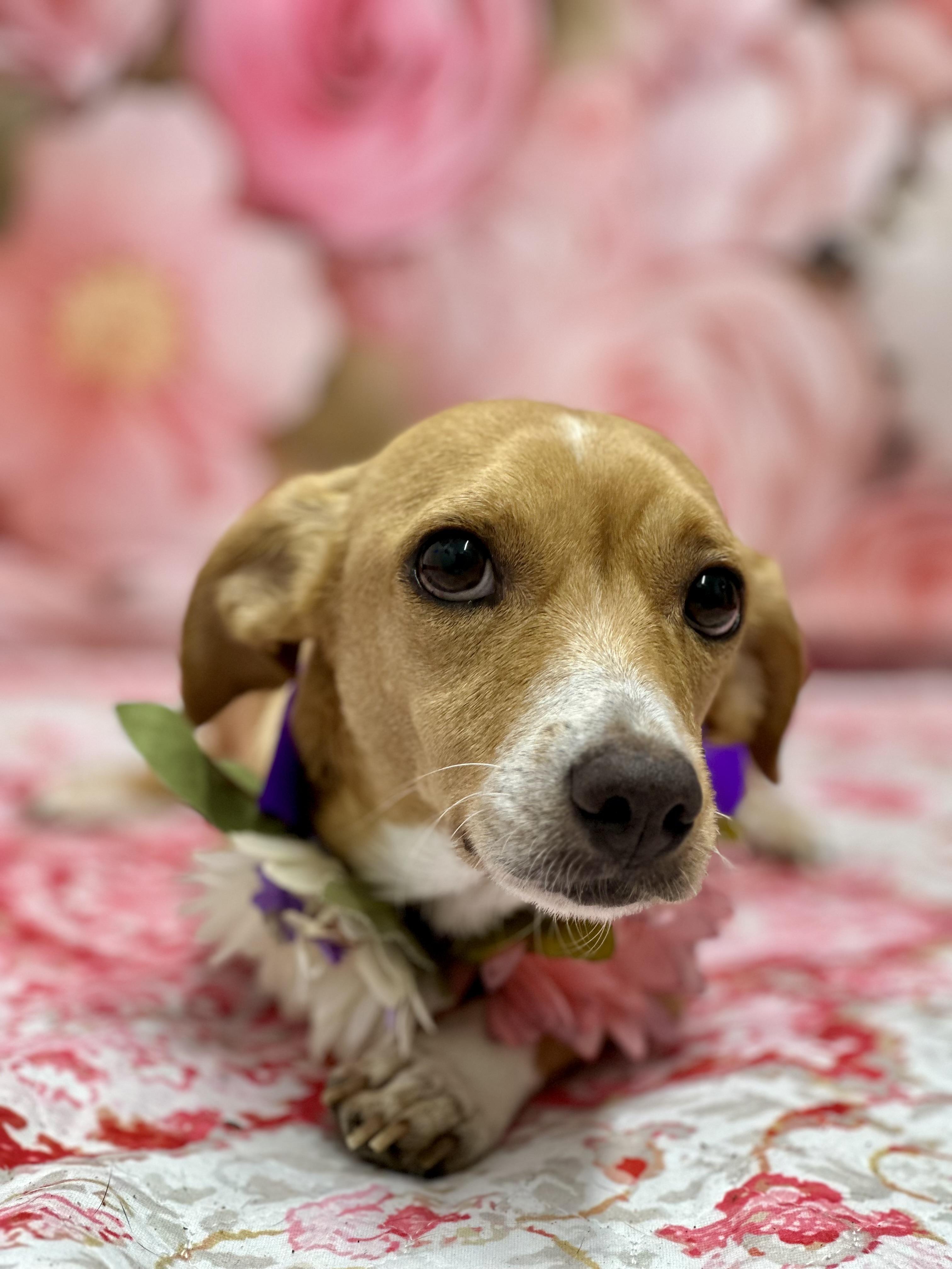 Valienta, an adopted mixed breed in Staten Island, NY image 3/5