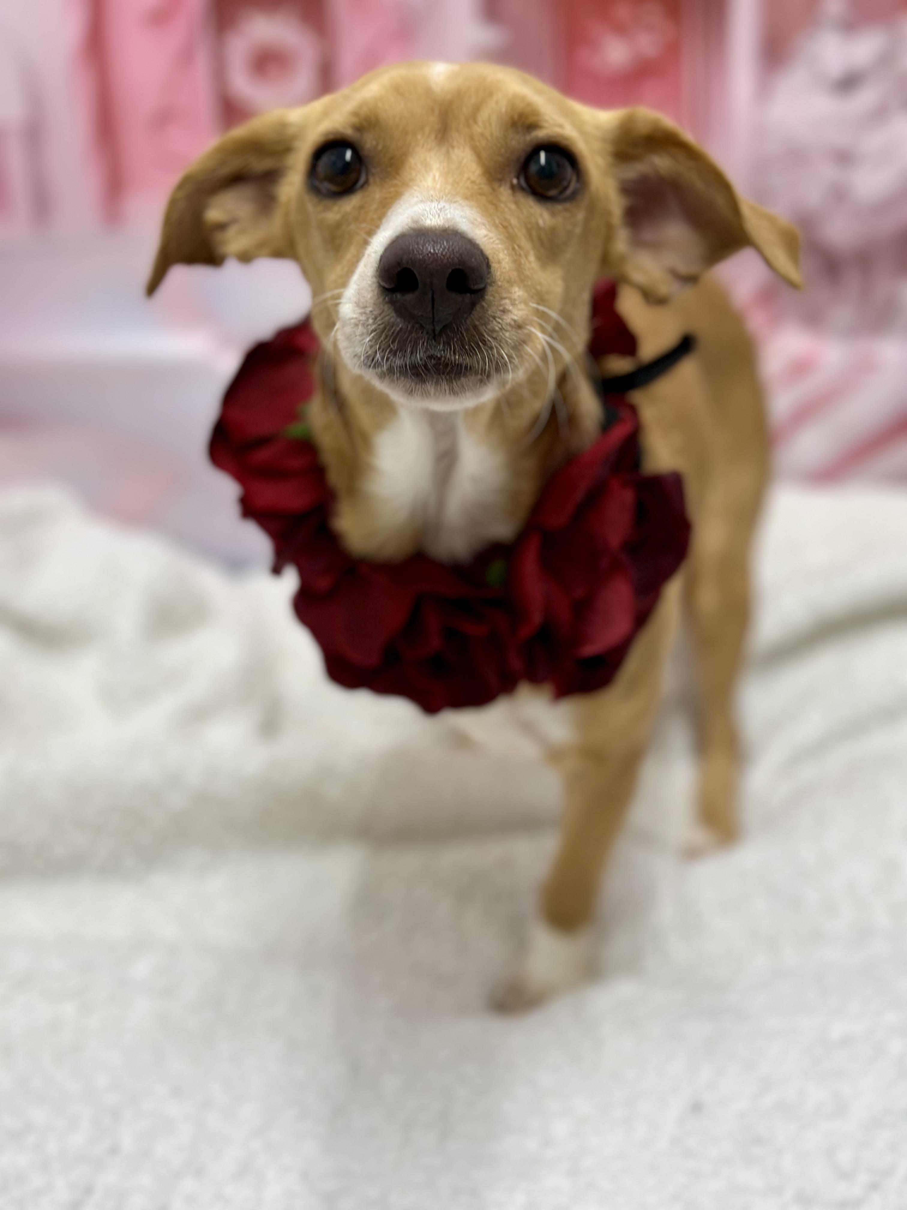 Valienta, an adopted mixed breed in Staten Island, NY image 5/5