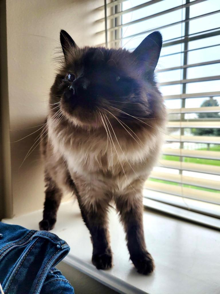 Enlarge Goose, a Adopted Ragdoll in Logan, UT image 1/1