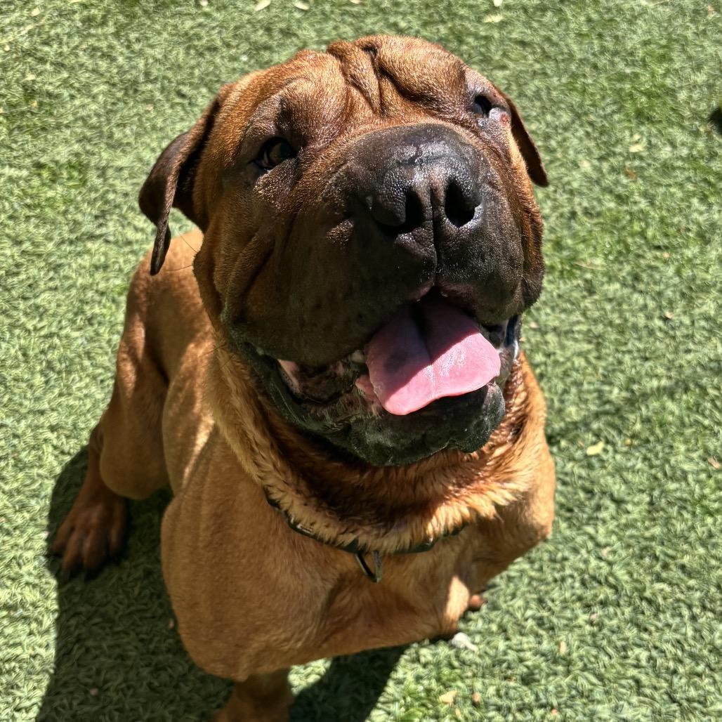 Oso, Adoptable, Adult Male Mastiff & Shar-Pei.