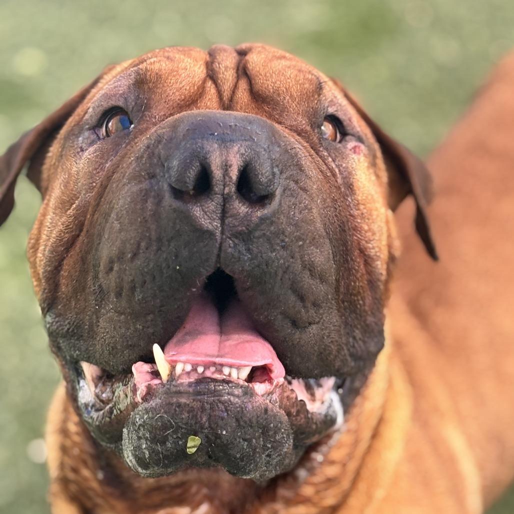 Oso, a Adoptable mixed breed in Henderson, NV image 2/2