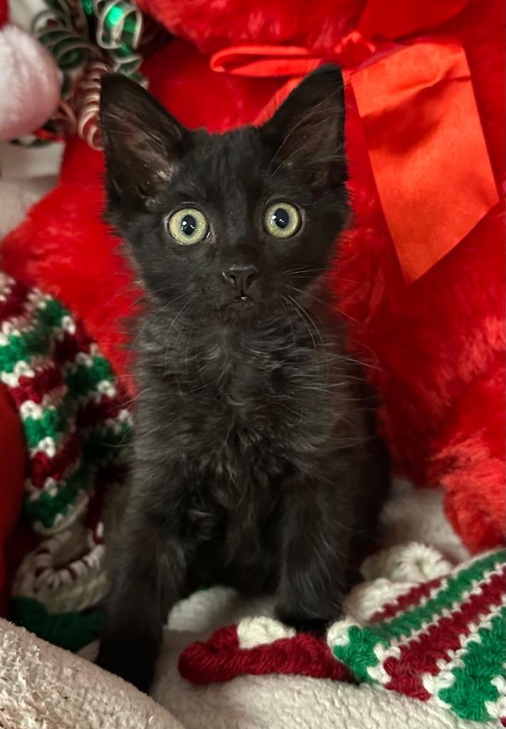 Enlarge 10/20/25 - Norman, a Adoptable mixed breed in Stillwater, OK image 1/1