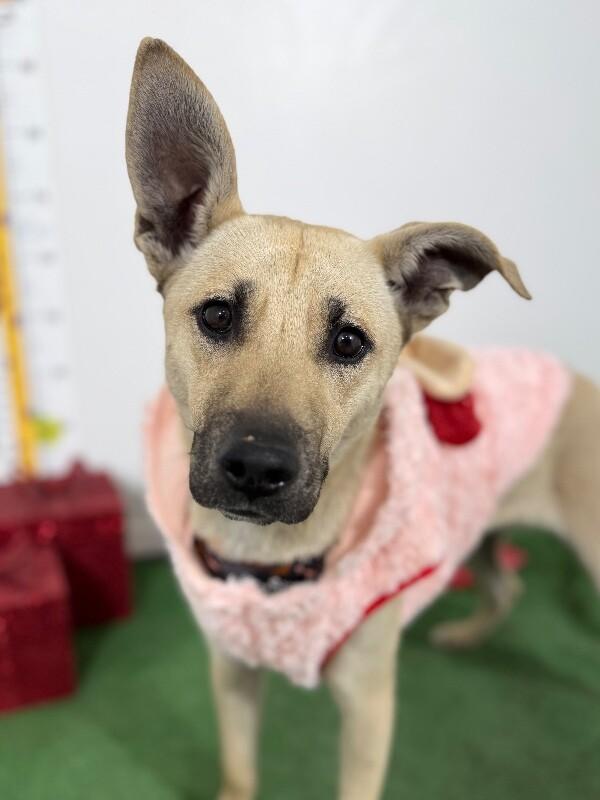 Enlarge Queen, a Adoptable mixed breed in San Marcos, CA image 1/1