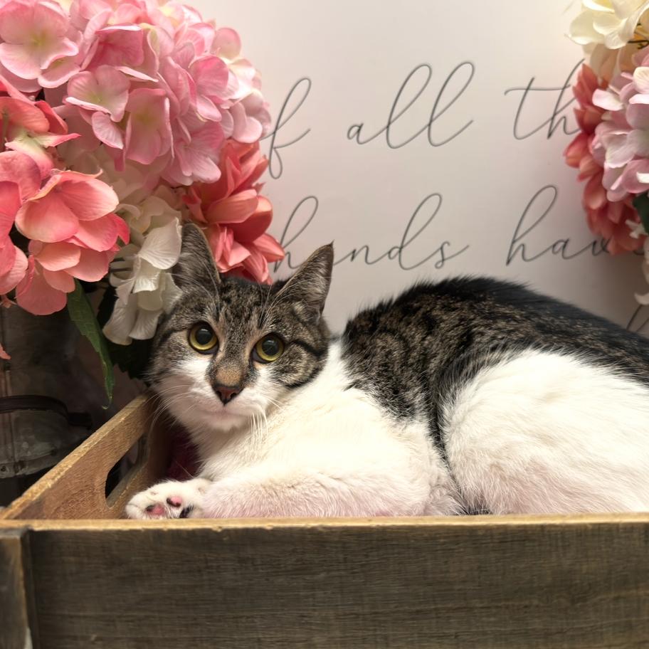 Enlarge Pickle, a Adoptable American Shorthair in Newberg, OR image 1/1