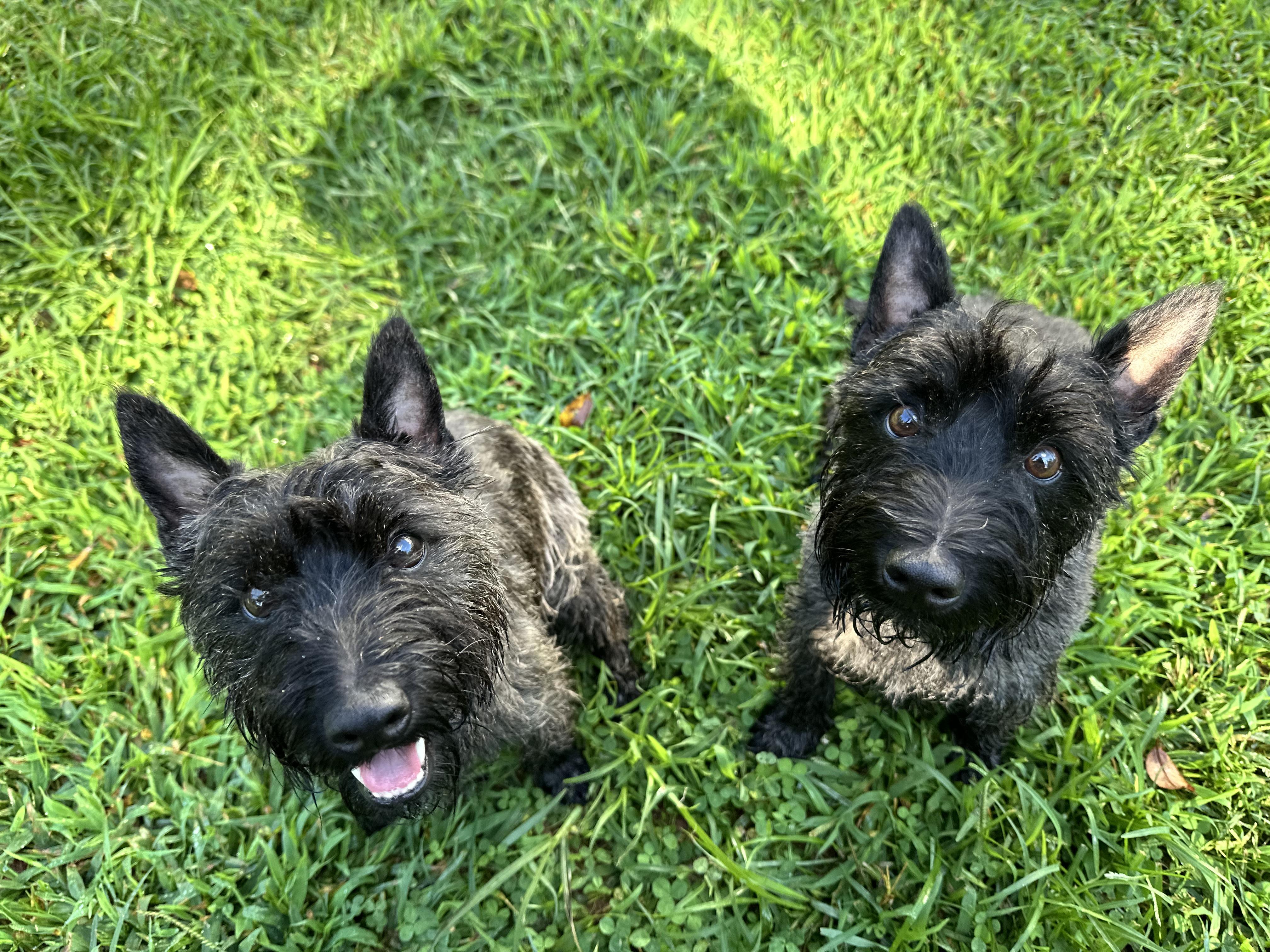 Paris and Rome, Adopted, Young Male Scottish Terrier & Cairn Terrier.