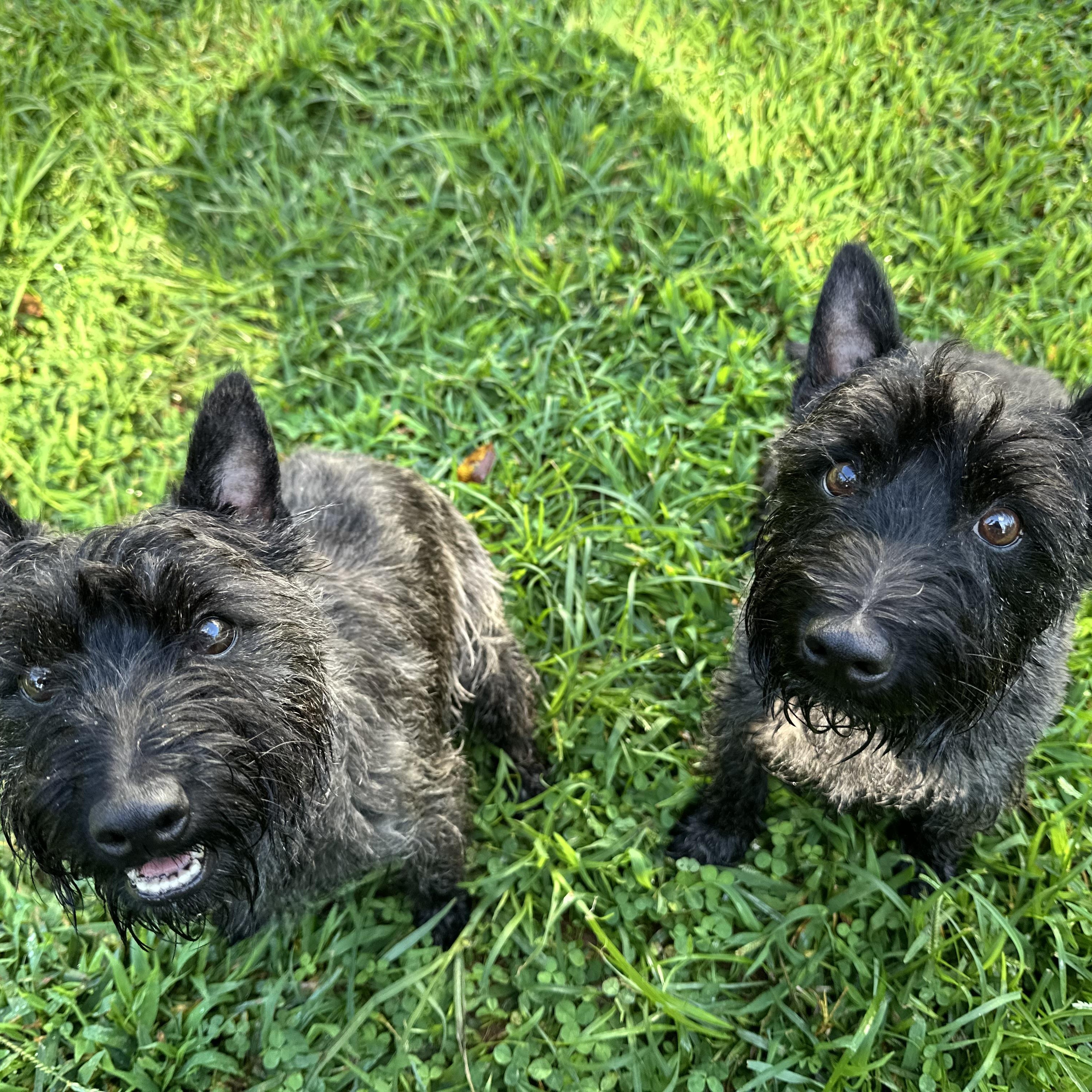 Enlarge Paris and Rome, a Adopted mixed breed in Silver Spring, MD image 2/3