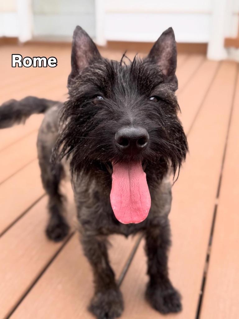 Enlarge Paris and Rome, a ADOPTABLE mixed breed in Silver Spring, MD image 2/3