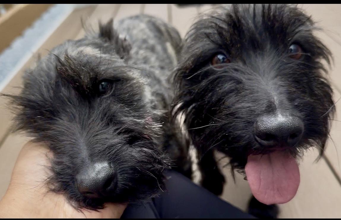 Paris and Rome, ADOPTABLE, Young Male Scottish Terrier & Cairn Terrier.
