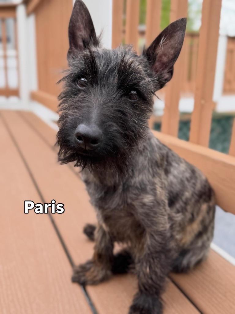 Enlarge Paris and Rome, a ADOPTABLE mixed breed in Silver Spring, MD image 3/3