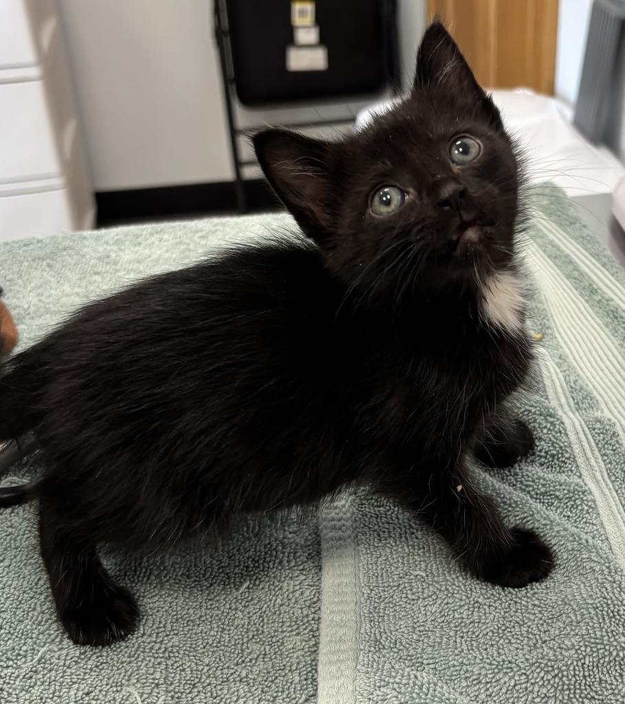 Prancer, Adopted, Kitten Female Domestic Short Hair.