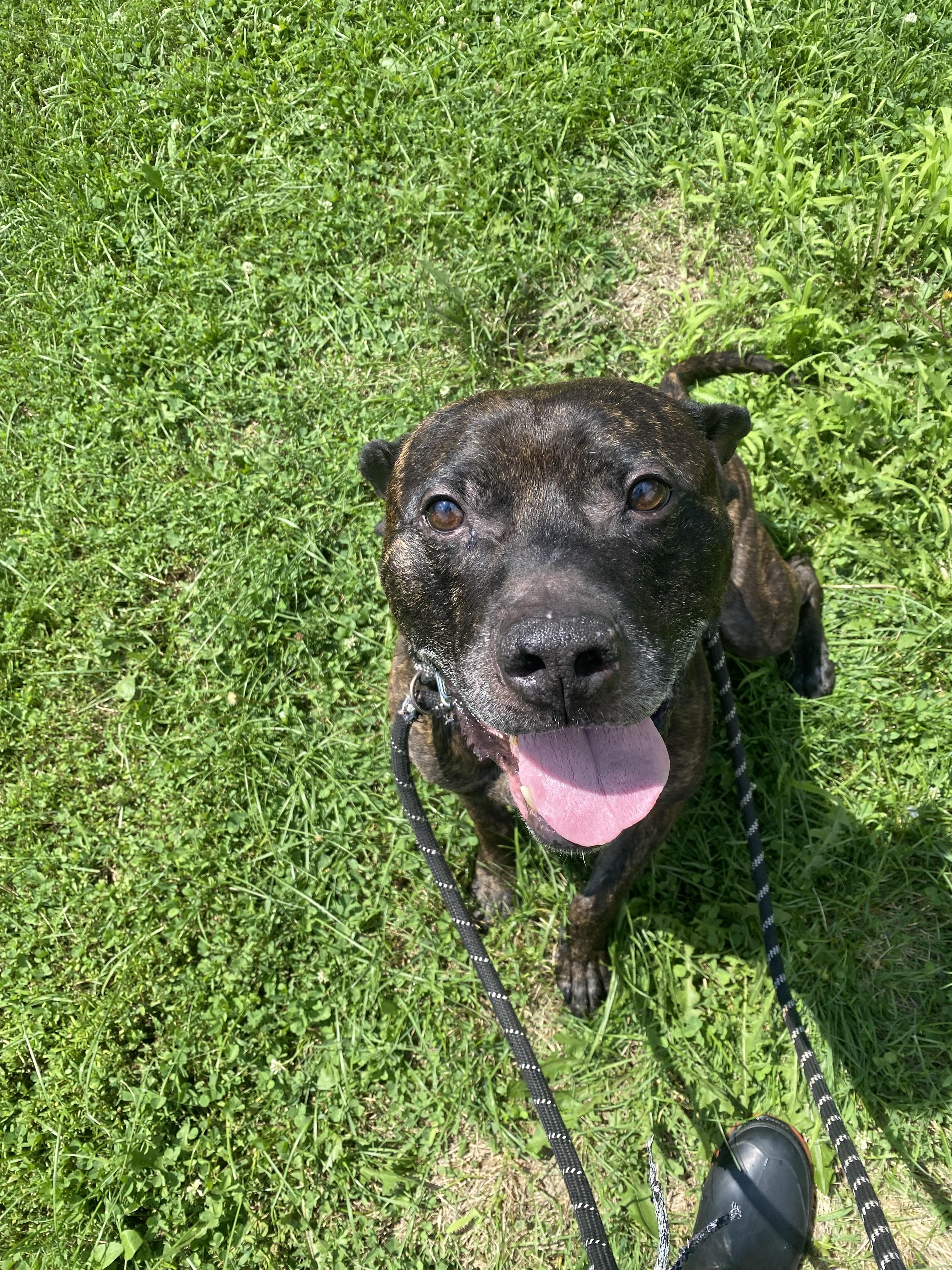 Brody, an adoptable Pit Bull Terrier in Steger, IL, 60475 | Photo Image 6