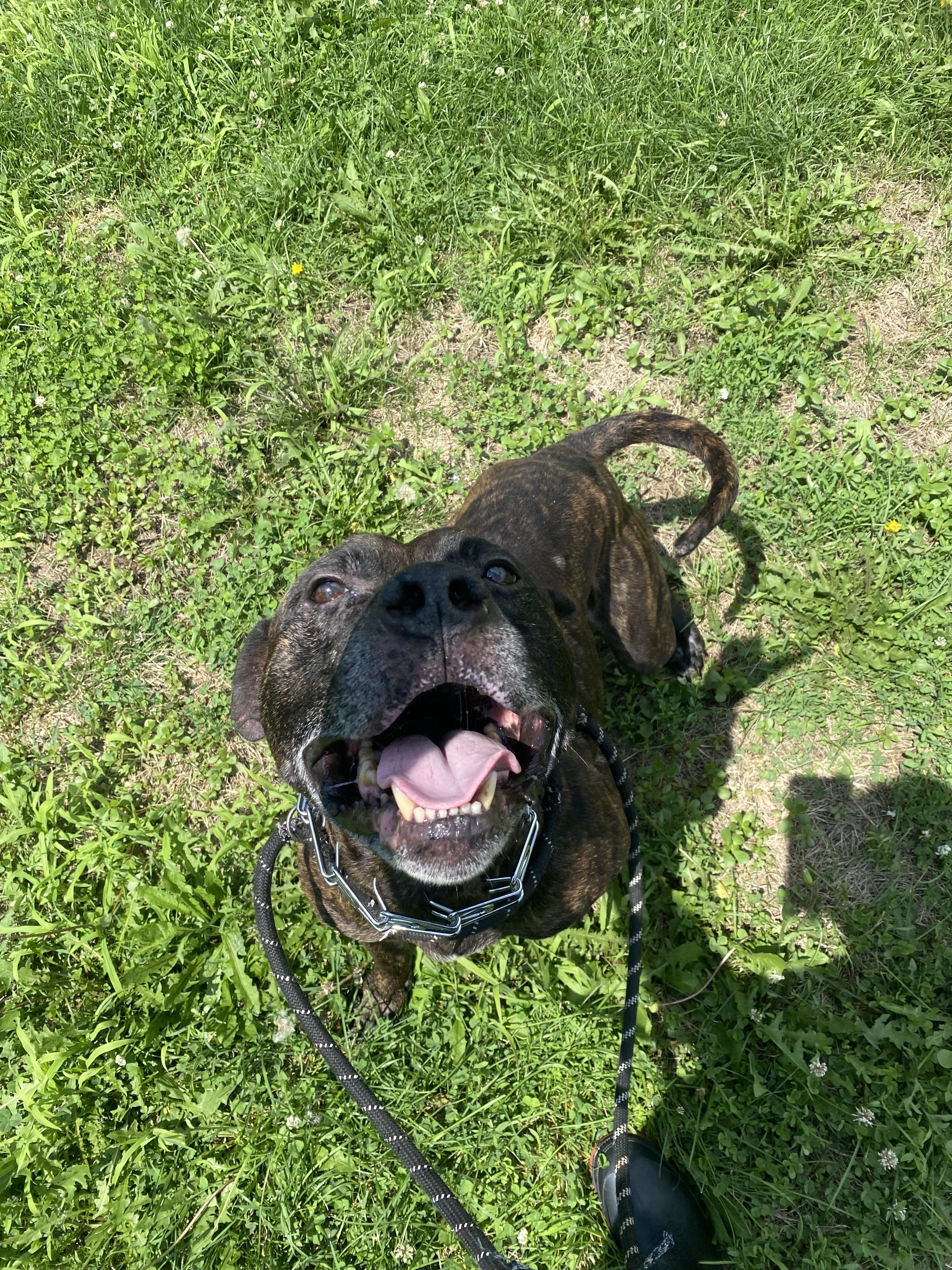 Brody, an adoptable Pit Bull Terrier in Steger, IL, 60475 | Photo Image 1