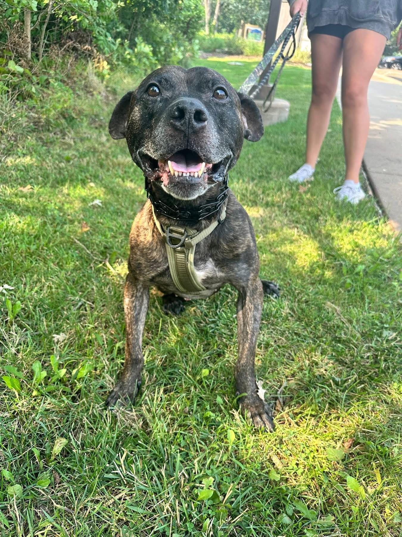 Brody, an adoptable Pit Bull Terrier in Steger, IL, 60475 | Photo Image 4