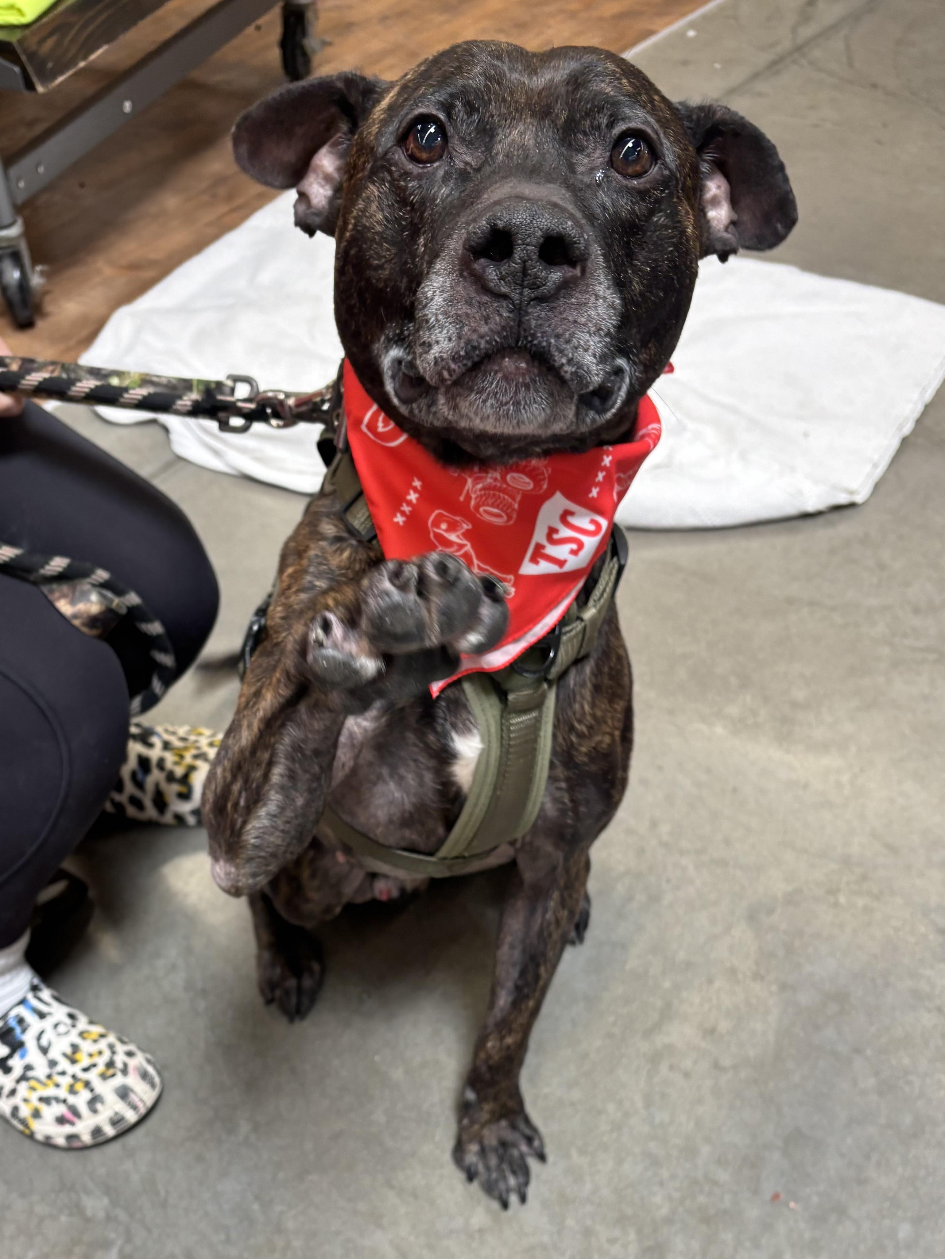Brody, an adoptable Pit Bull Terrier in Steger, IL, 60475 | Photo Image 2
