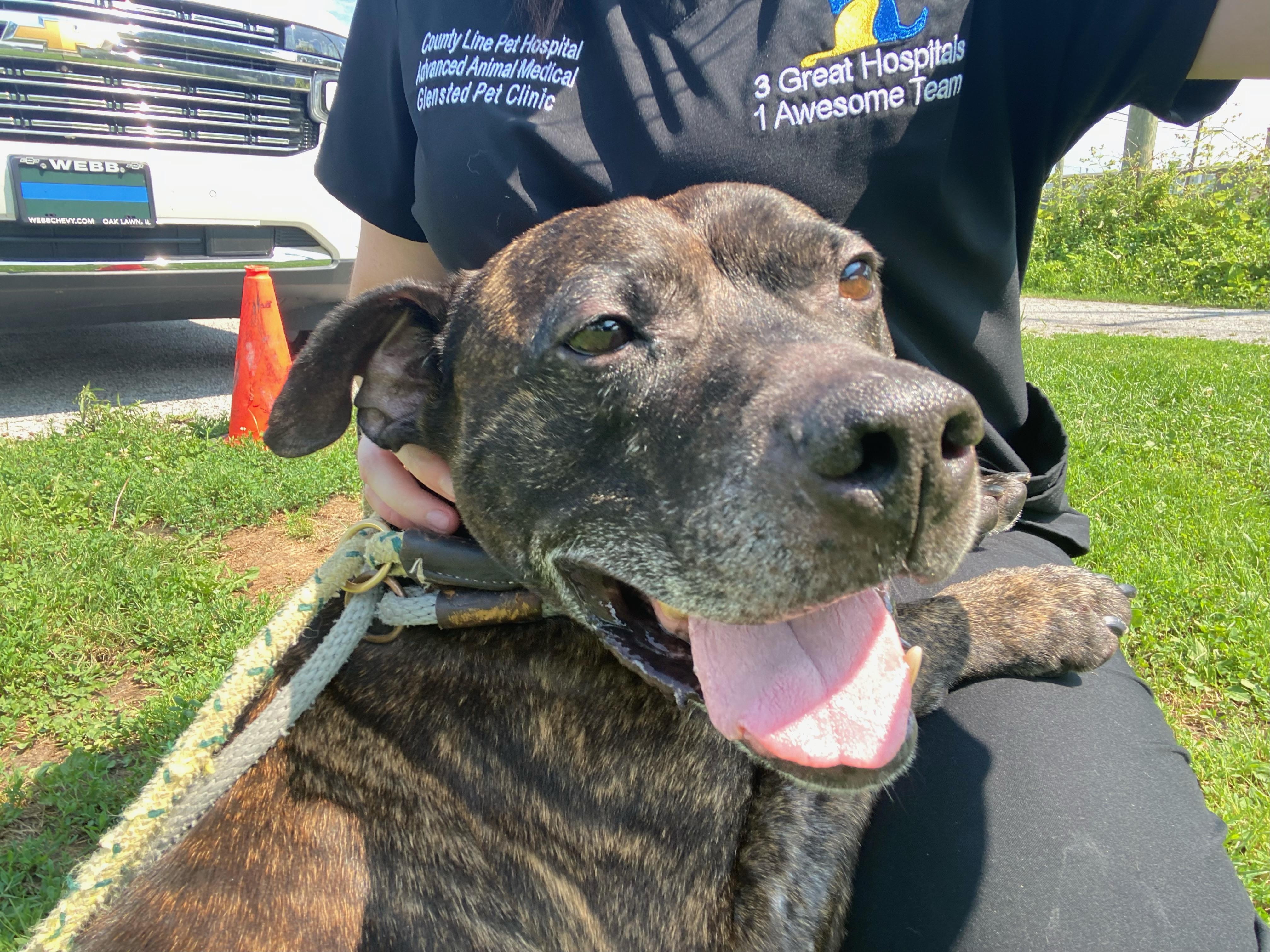 Brody, an adoptable Pit Bull Terrier in Steger, IL, 60475 | Photo Image 5