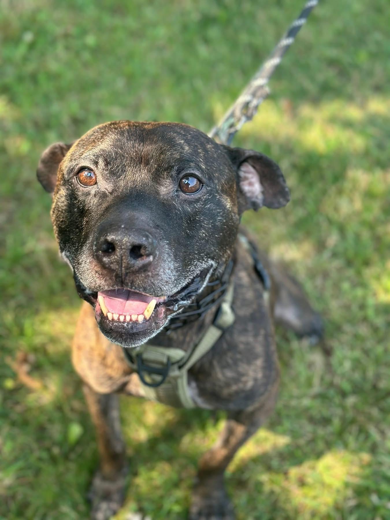 Brody, an adoptable Pit Bull Terrier in Steger, IL, 60475 | Photo Image 3