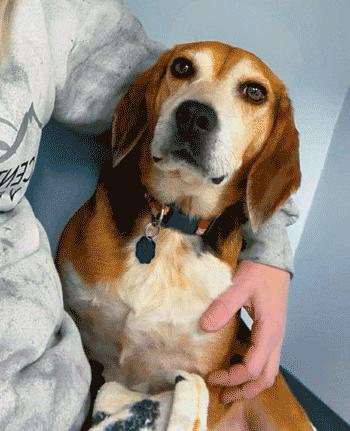 Jimmy Lee, a ADOPTABLE Beagle in West Decatur, PA image 2/6