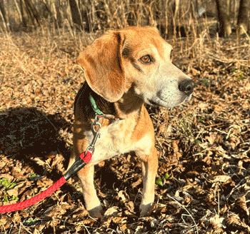 Jimmy Lee, a ADOPTABLE Beagle in West Decatur, PA image 4/6