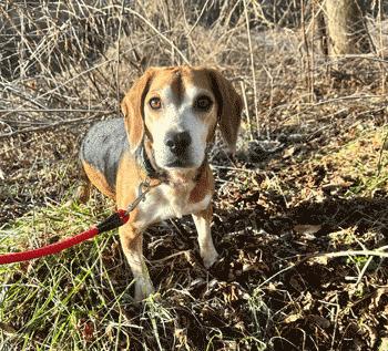 Jimmy Lee, a ADOPTABLE Beagle in West Decatur, PA image 5/6