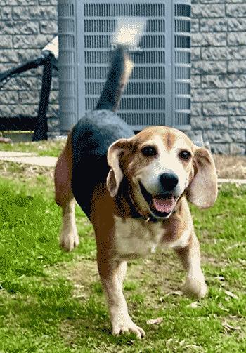 Jimmy Lee, ADOPTABLE, Adult Male Beagle.
