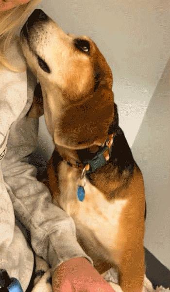 Jimmy Lee, a ADOPTABLE Beagle in West Decatur, PA image 3/6