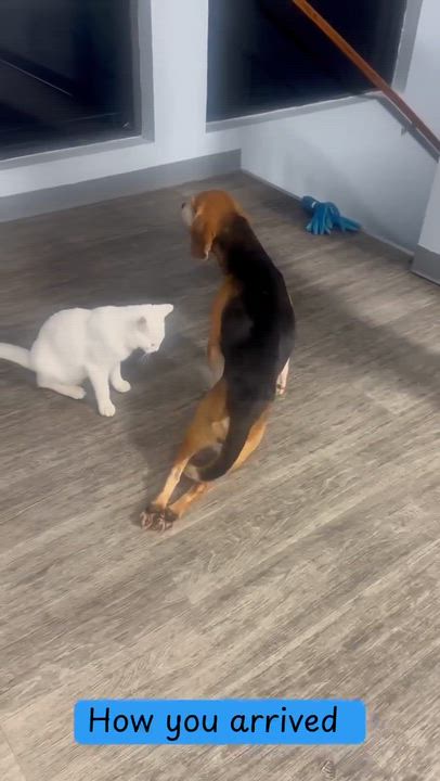 Enlarge Jimmy Lee, a ADOPTABLE Beagle in West Decatur, PA video 6/6