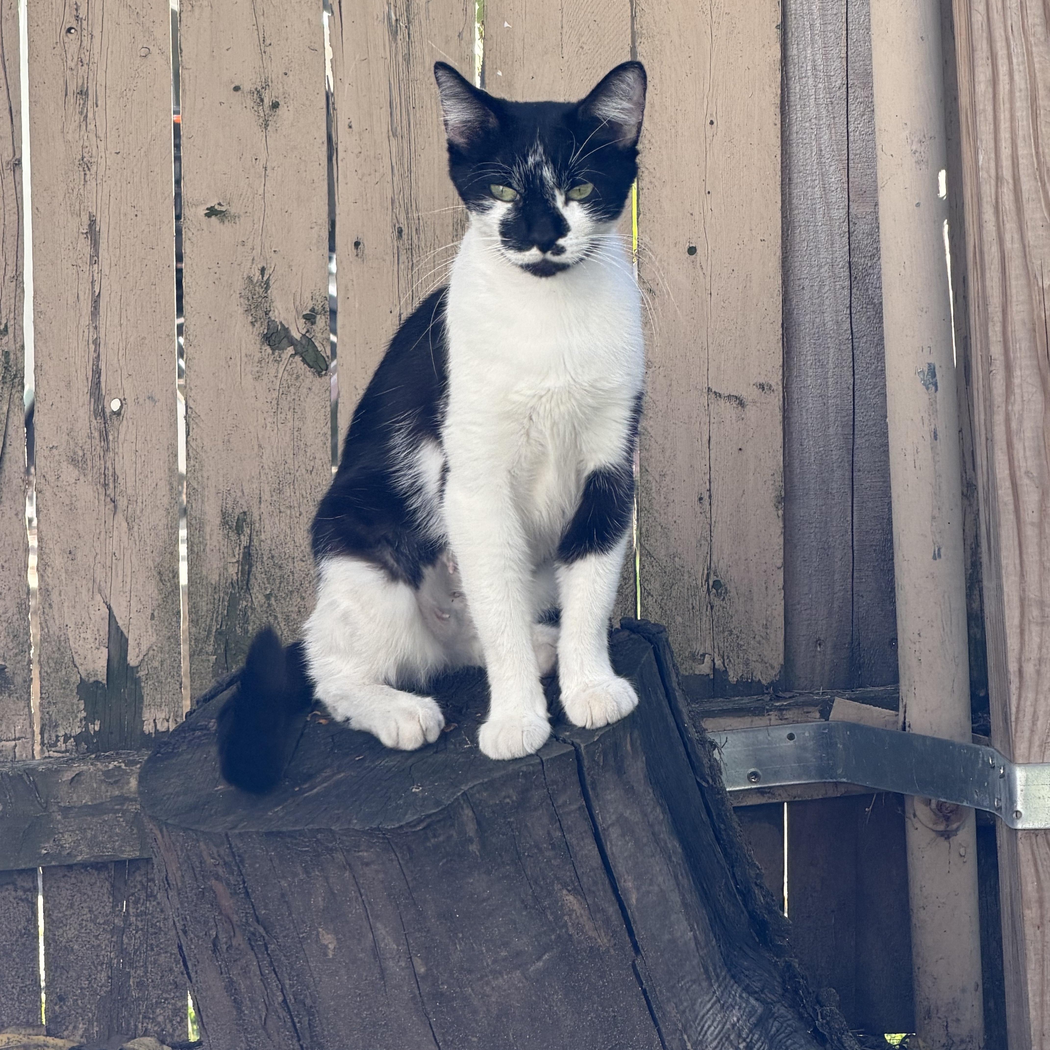 Enlarge Daisy, a Adoptable Domestic Short Hair in Grand Rapids, MI image 2/5