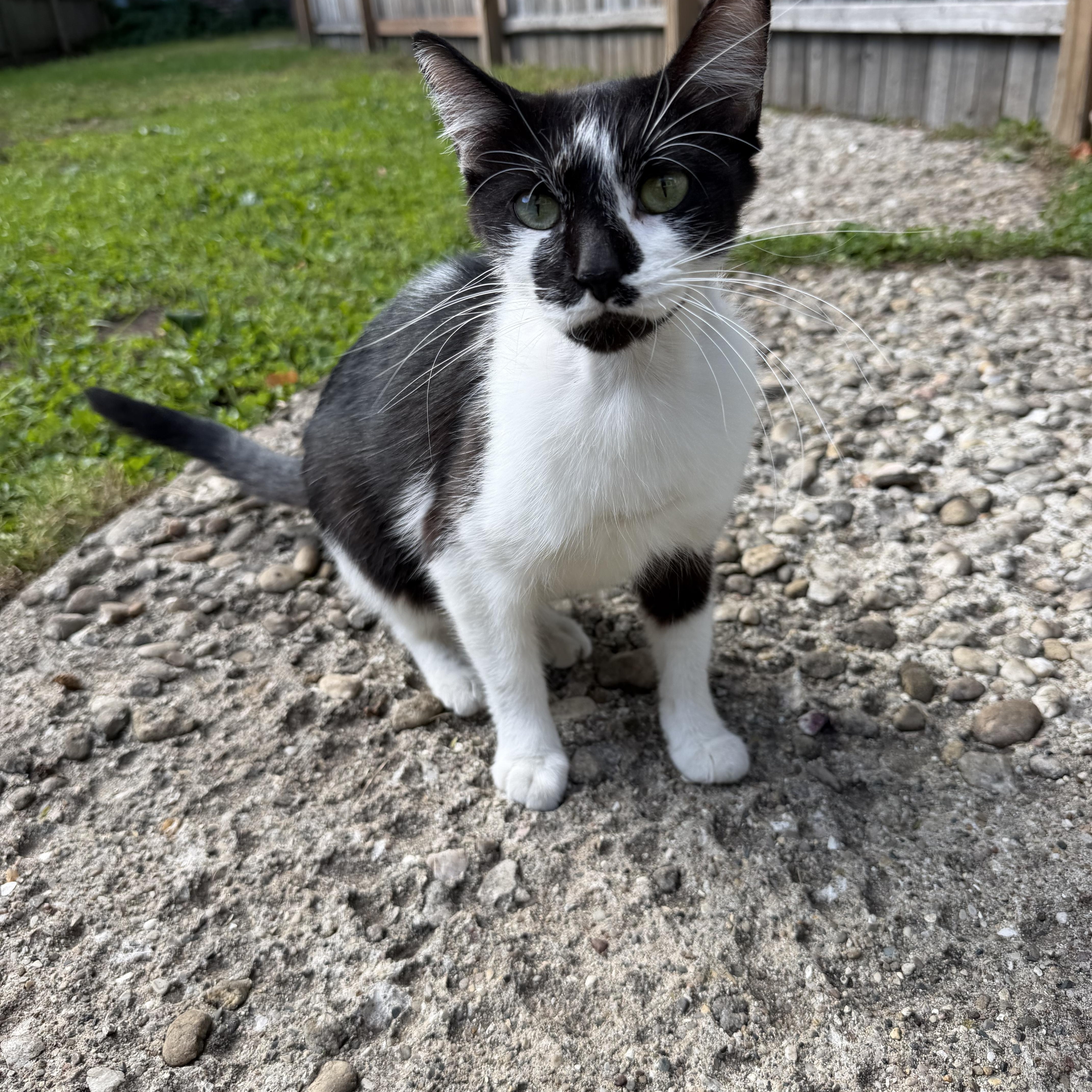 Enlarge Daisy, a Adoptable Domestic Short Hair in Grand Rapids, MI image 5/5
