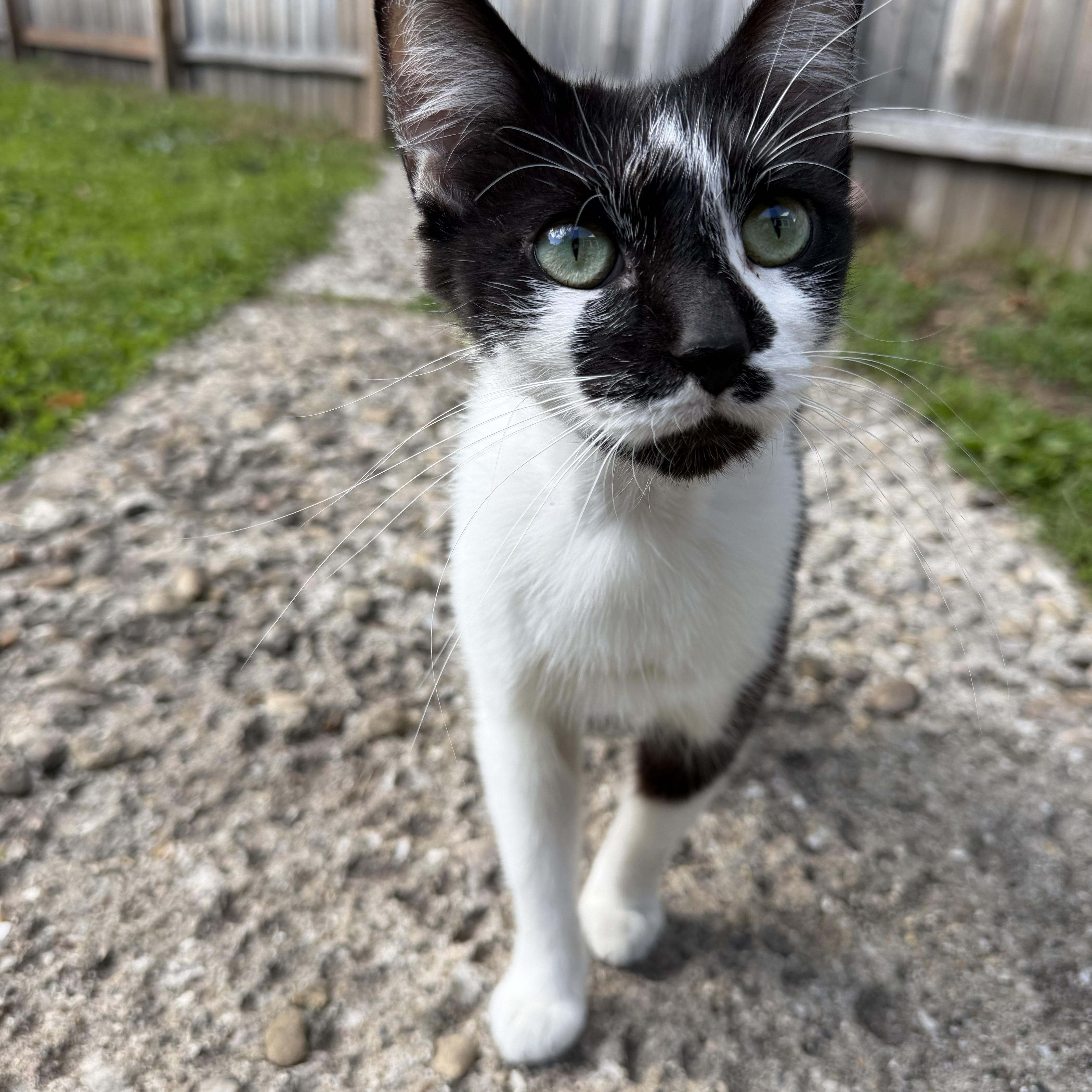 Enlarge Daisy, a Adoptable Domestic Short Hair in Grand Rapids, MI image 1/5