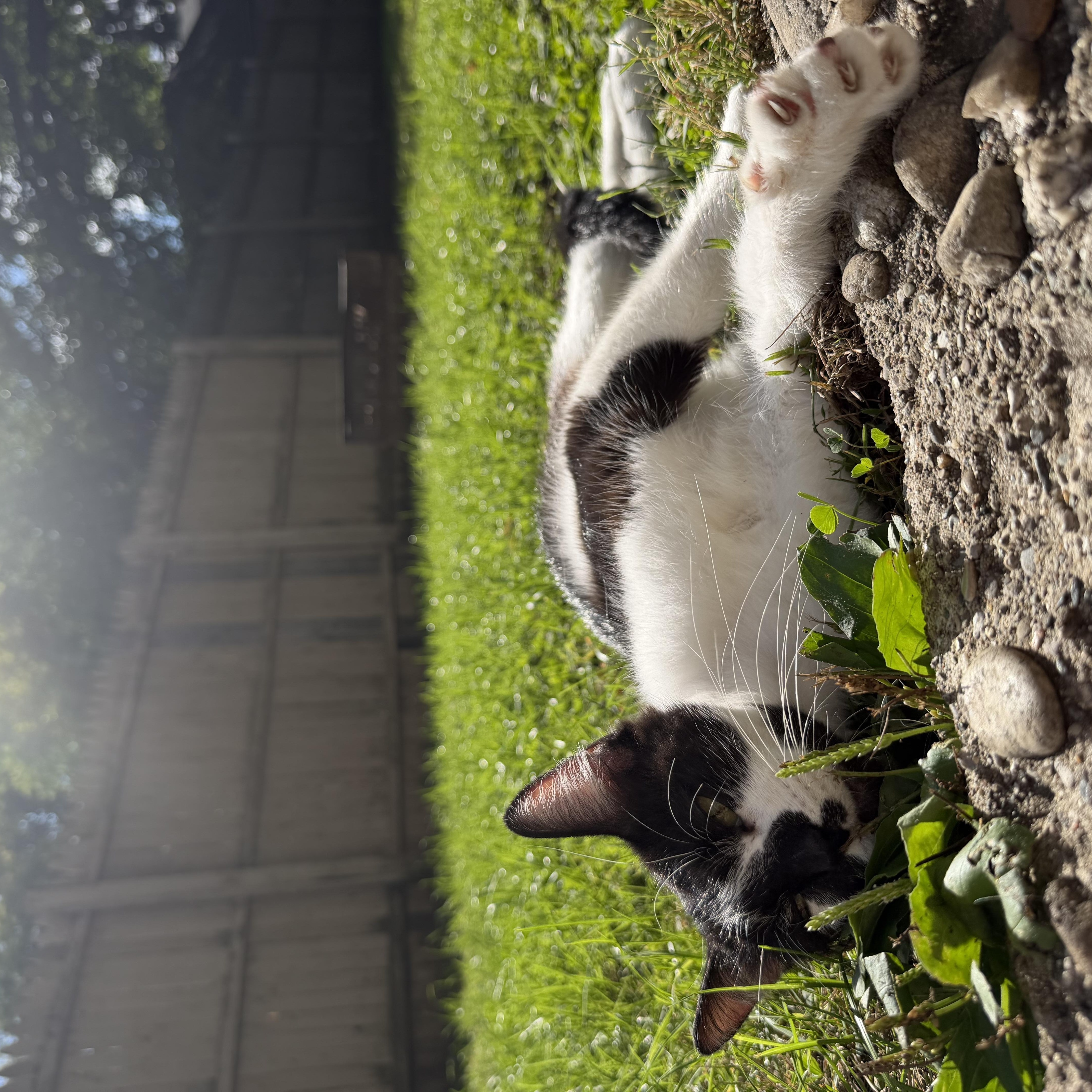 Enlarge Daisy, a Adoptable Domestic Short Hair in Grand Rapids, MI image 4/5