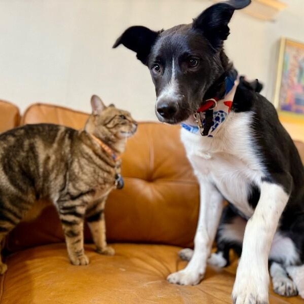 Milo Miles of Goodness — thumbnail 2