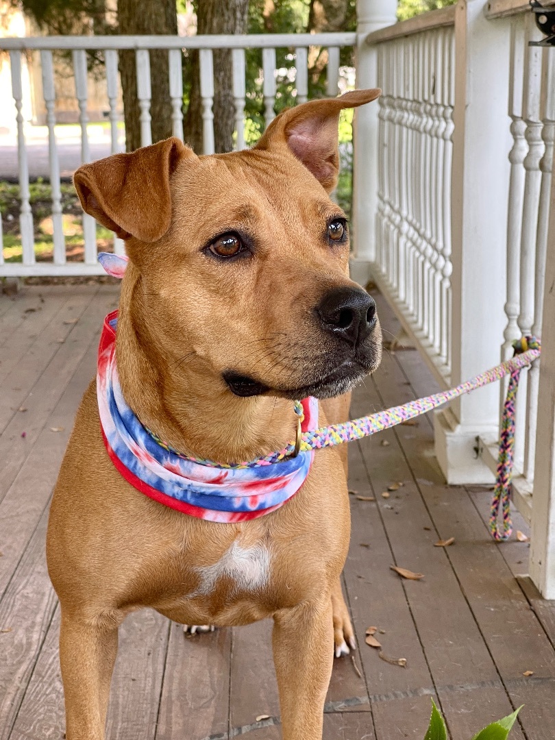 PENNY, Adoptable, Young Female Pit Bull Terrier & Labrador Retriever.