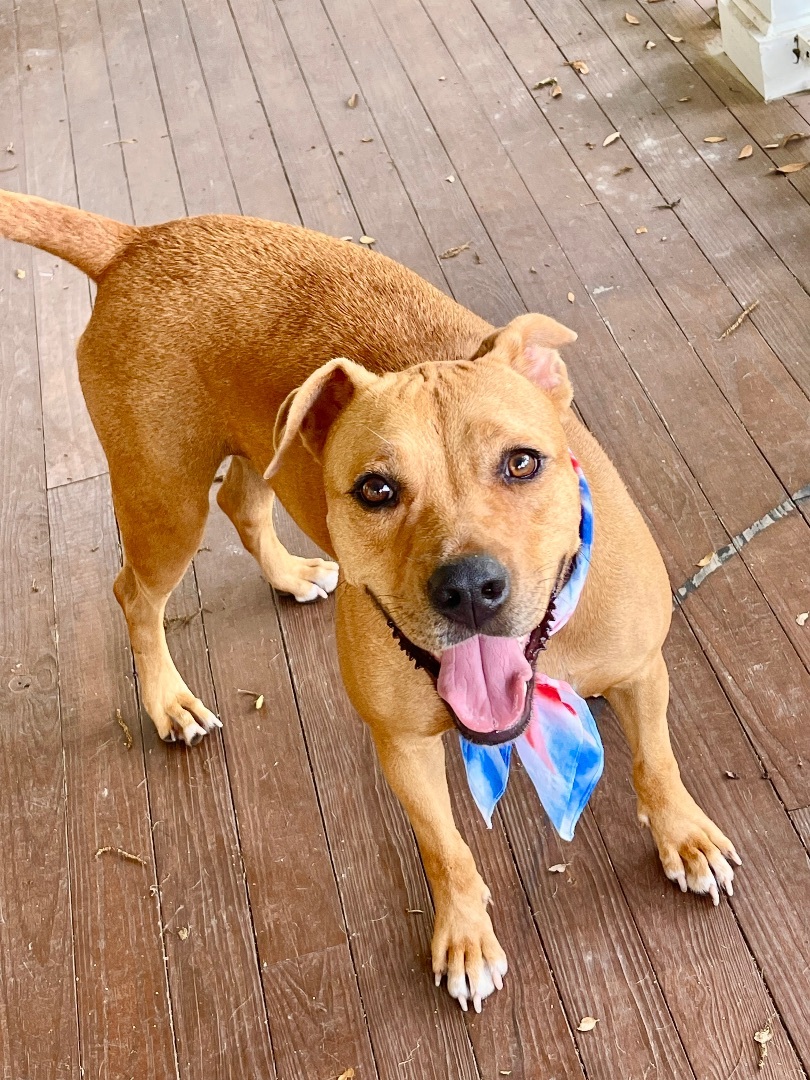 PENNY, a Adoptable mixed breed in Bensalem, PA image 3/15