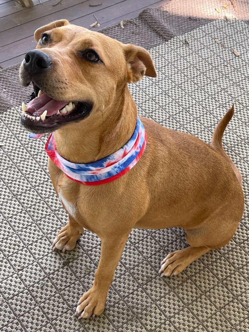 PENNY, a Adoptable mixed breed in Bensalem, PA image 5/15