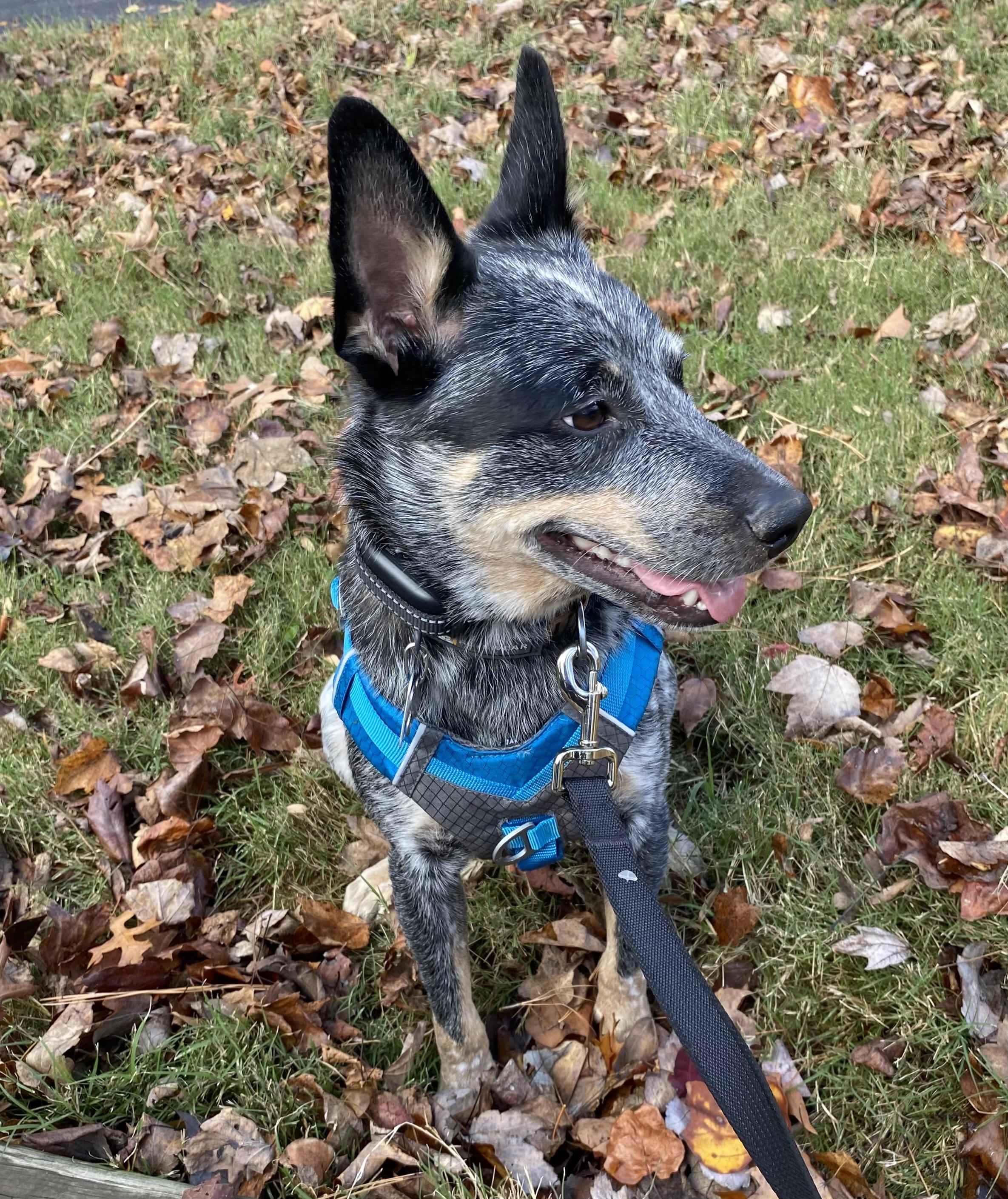 Enlarge Dingo (Foster or Adopter), an adopted Australian Cattle Dog / Blue Heeler in Moyock, NC image 6/6
