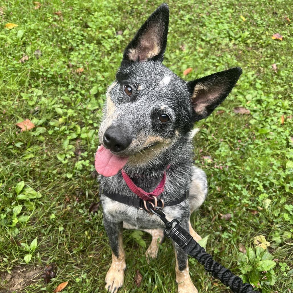 Enlarge Dingo (Foster or Adopter), an adopted Australian Cattle Dog / Blue Heeler in Moyock, NC image 2/6