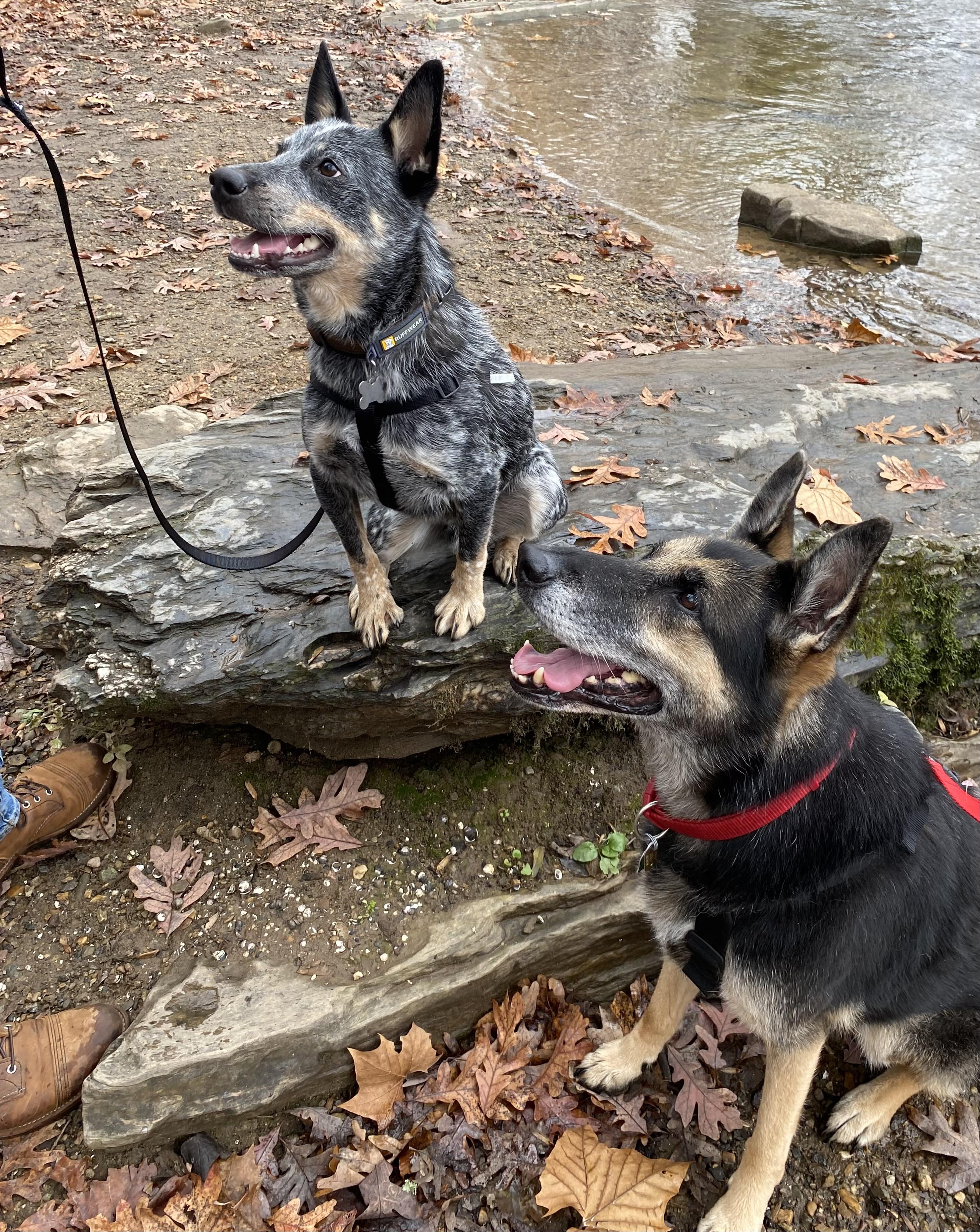 Enlarge Dingo (Foster or Adopter), an adopted Australian Cattle Dog / Blue Heeler in Moyock, NC image 5/6