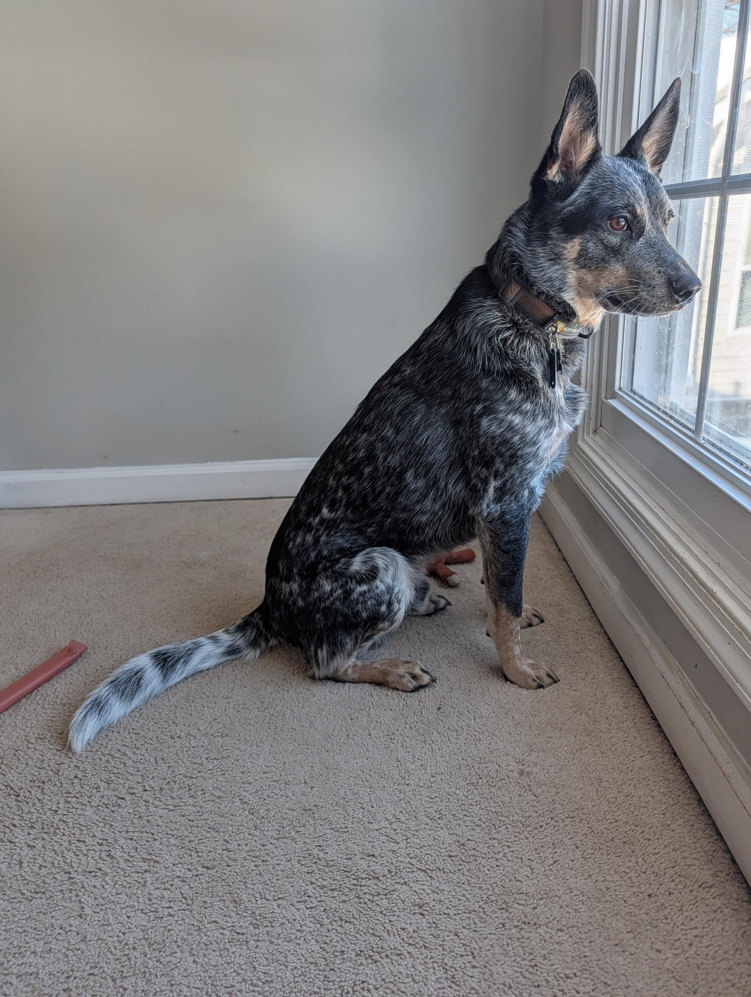 Enlarge Dingo (Foster or Adopter), an adopted Australian Cattle Dog / Blue Heeler in Moyock, NC image 4/6