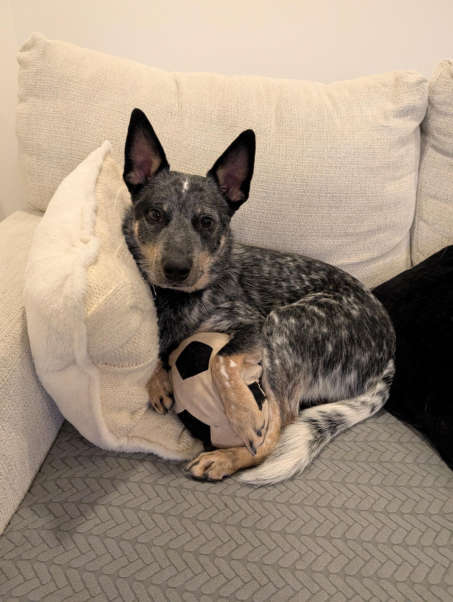 Dingo (Foster or Adopter), adopted, Young Male Australian Cattle Dog / Blue Heeler.