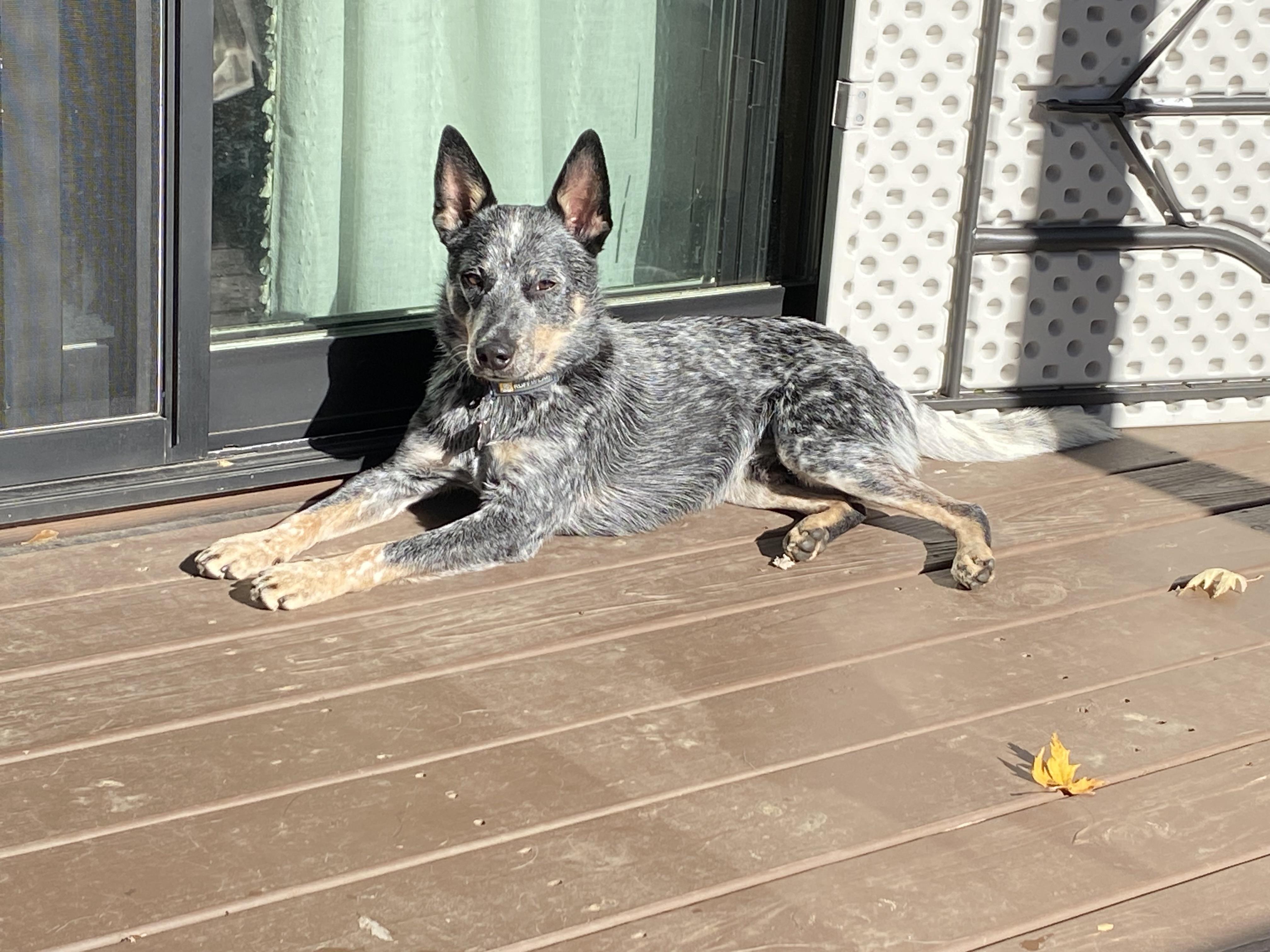 Enlarge Dingo (Foster or Adopter), an adopted Australian Cattle Dog / Blue Heeler in Moyock, NC image 3/6