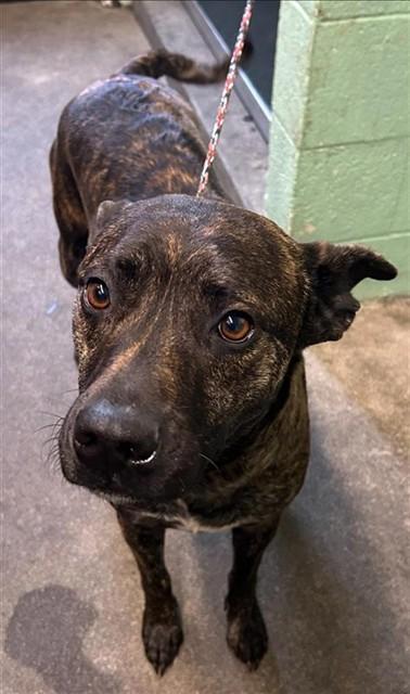 Enlarge LITTLES, a Adoptable mixed breed in Sacramento, CA image 1/1