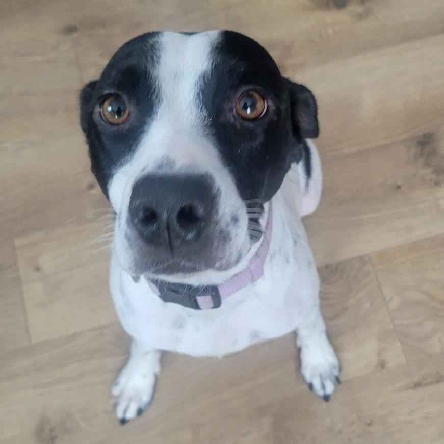 Dottie (Inkspot Litter Mom)*adoption pending*, Adoptable, Adult Female Pointer & Mixed Breed.